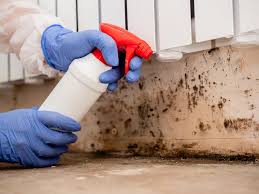 Best Basement Mold Removal  in Mehlville, MO